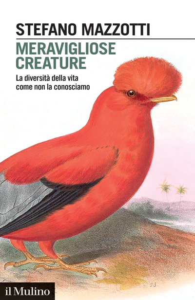 Cover Wonderful Creatures